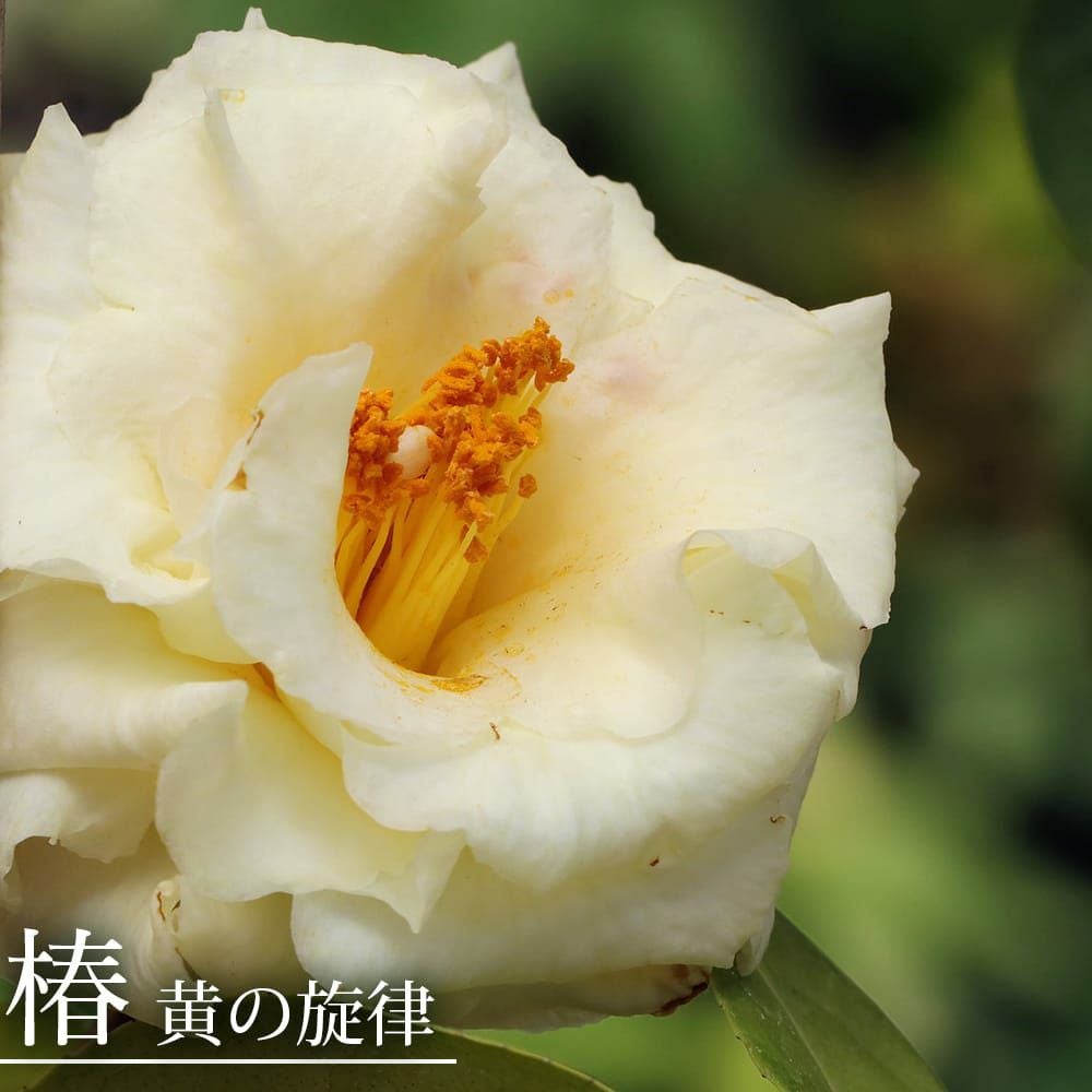 000000112878-01.jpg?size=l&w=