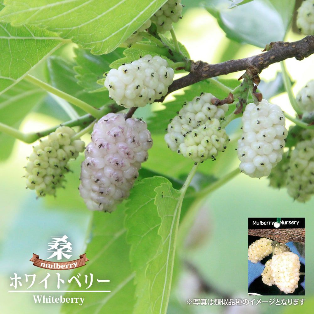 000000012999-01.jpg?size=m&w=