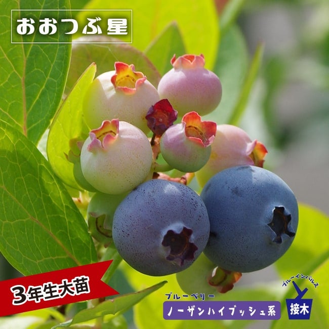 ブルーベリー大苗 ブルーベリー ビックオニール 株立ち 約1.5m 現品発送 特大株 植木