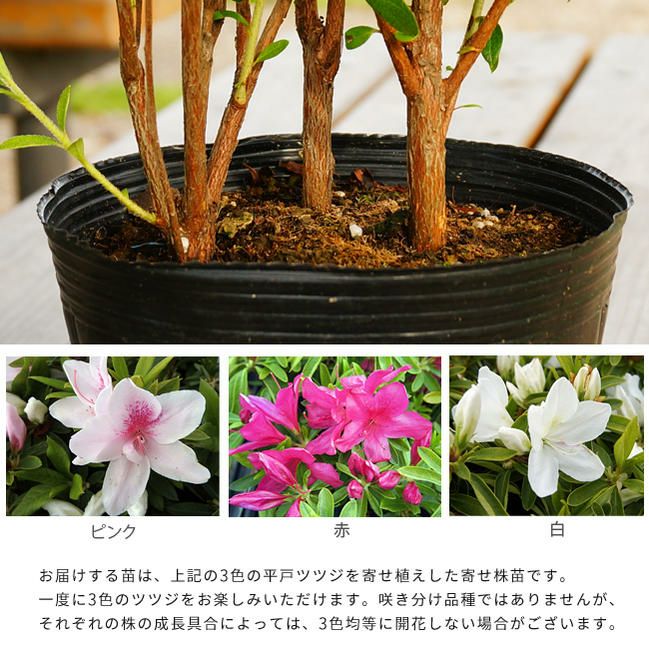 ツツジ 平戸ツツジ 一重 三色咲き トリカラー 苗 販売 苗木部 By 花