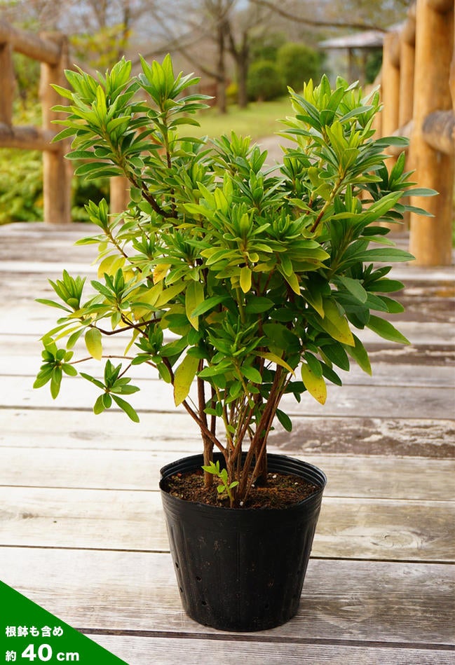 000000013241-05.jpg?size=l&w=