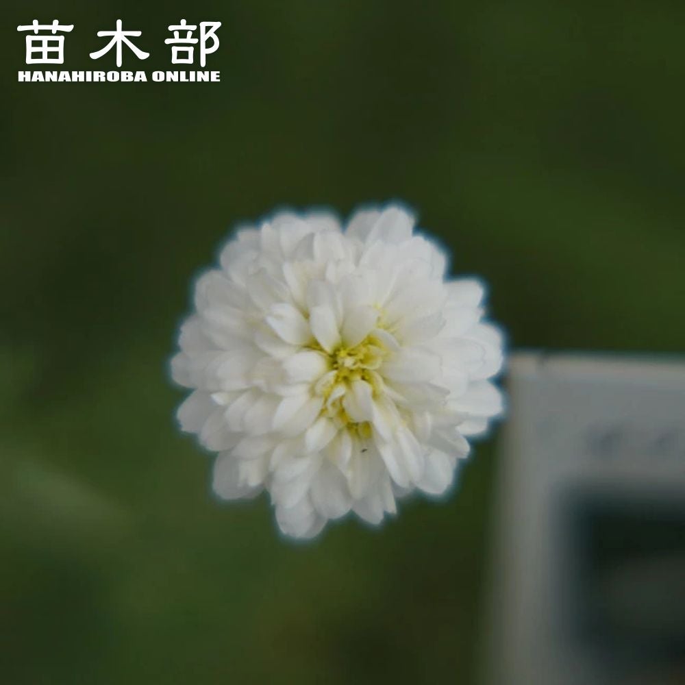 ダブルフラワーカモミール 苗 販売 苗木部 By 花ひろばオンライン