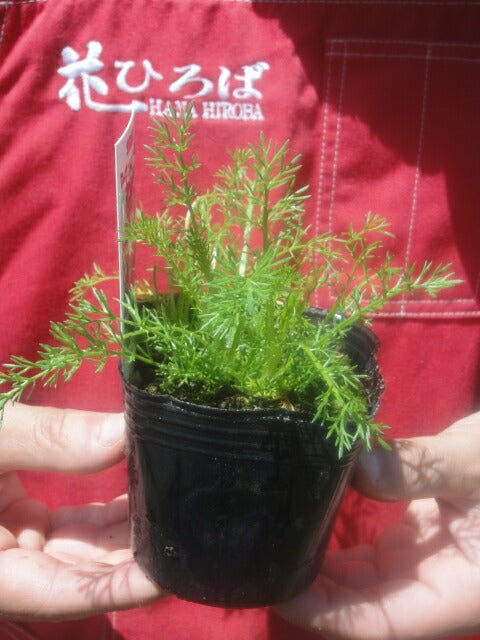 000000013251-02.jpg?size=l&w=