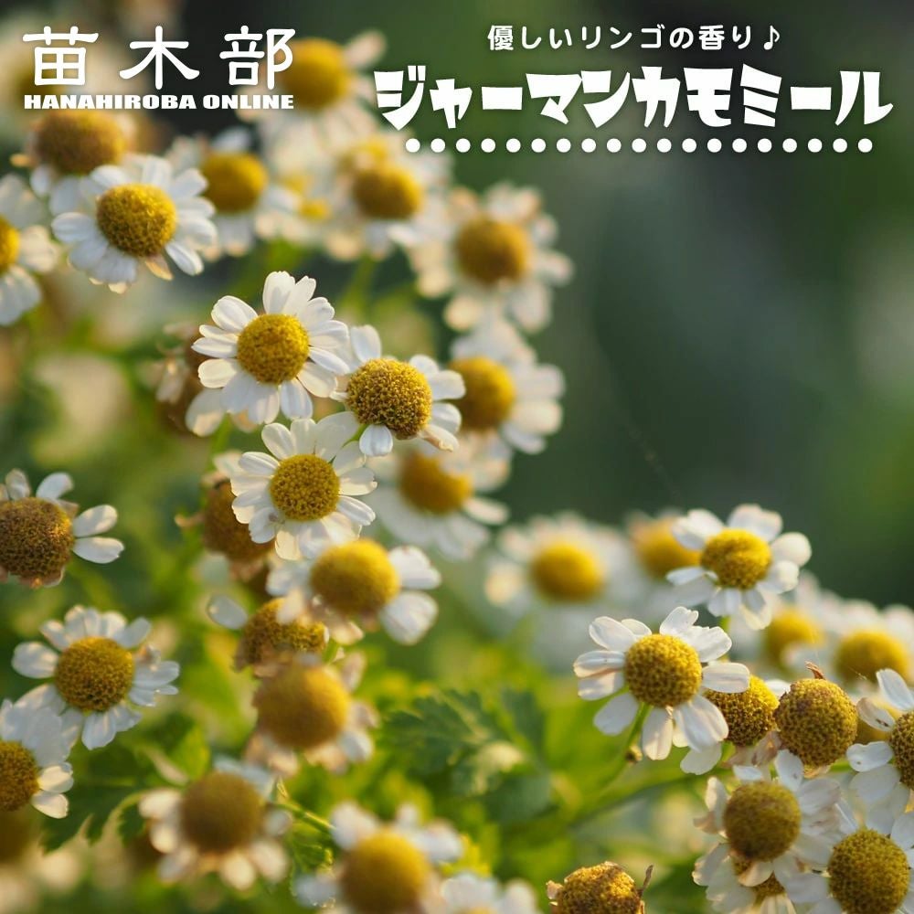 000000013252-01.jpg?size=l&w=