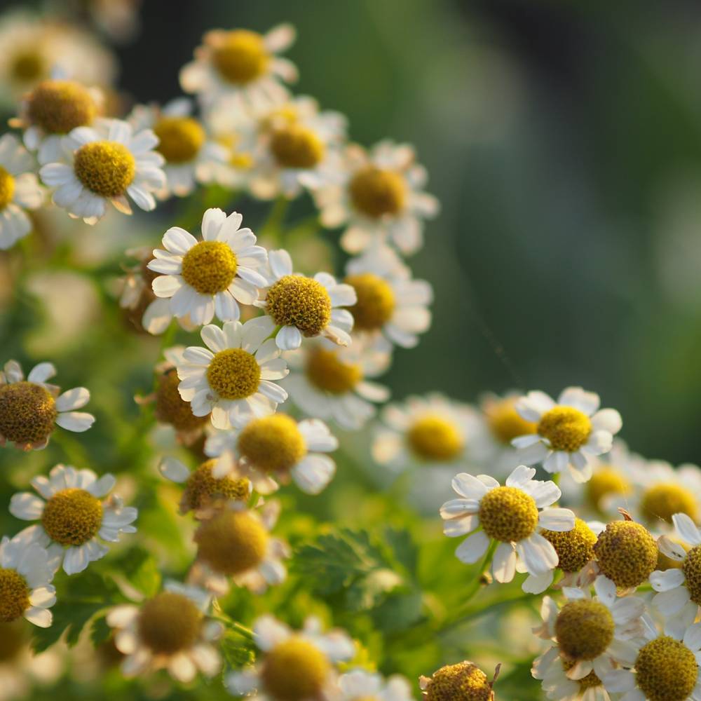 000000013252-04.jpg?size=l&w=