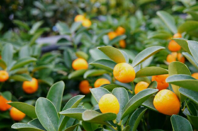 柑橘 キンカン 大実金柑 福寿 （きんかん ふくじゅ） 苗 鉢植え 苗木部