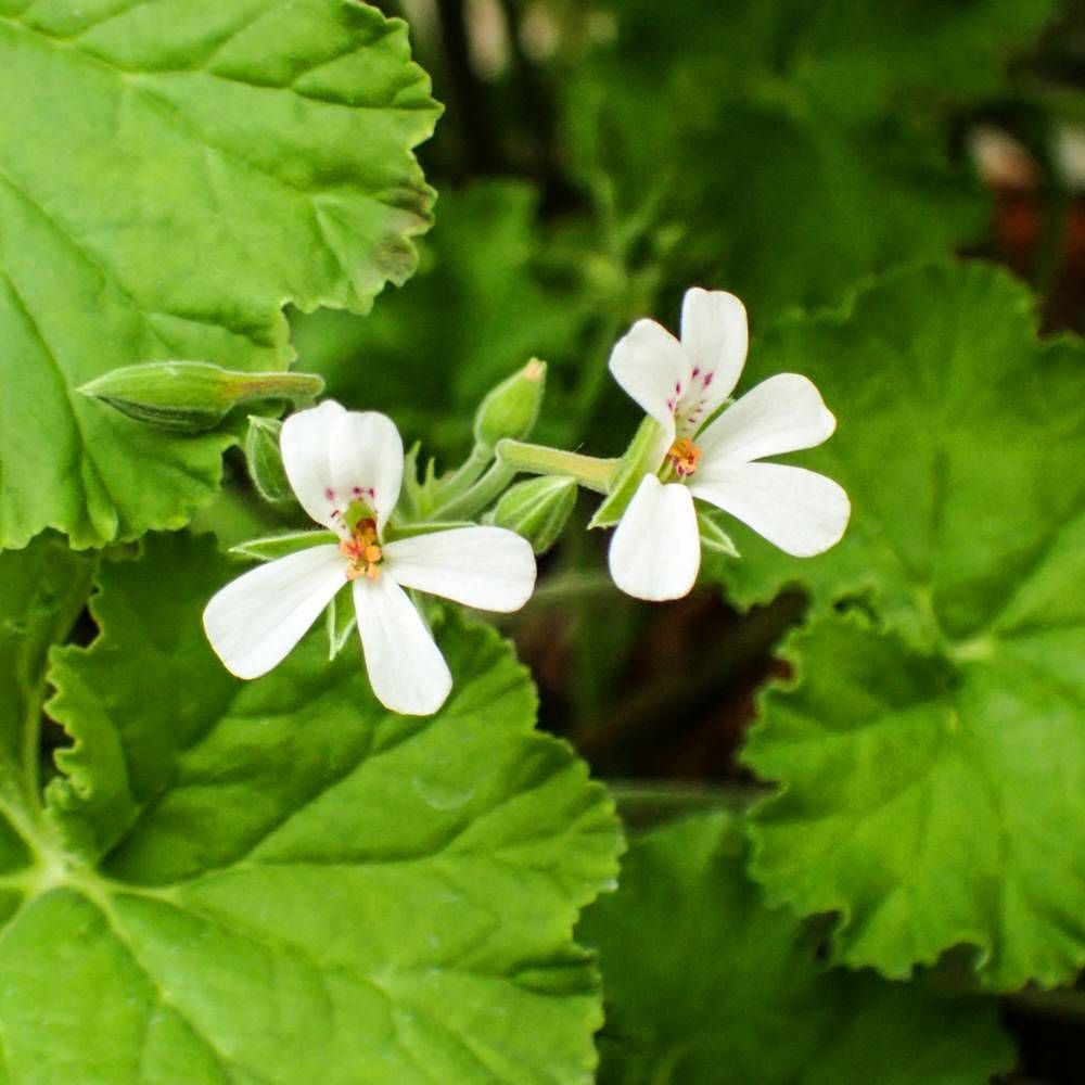 000000013388-05.jpg?size=l&w=