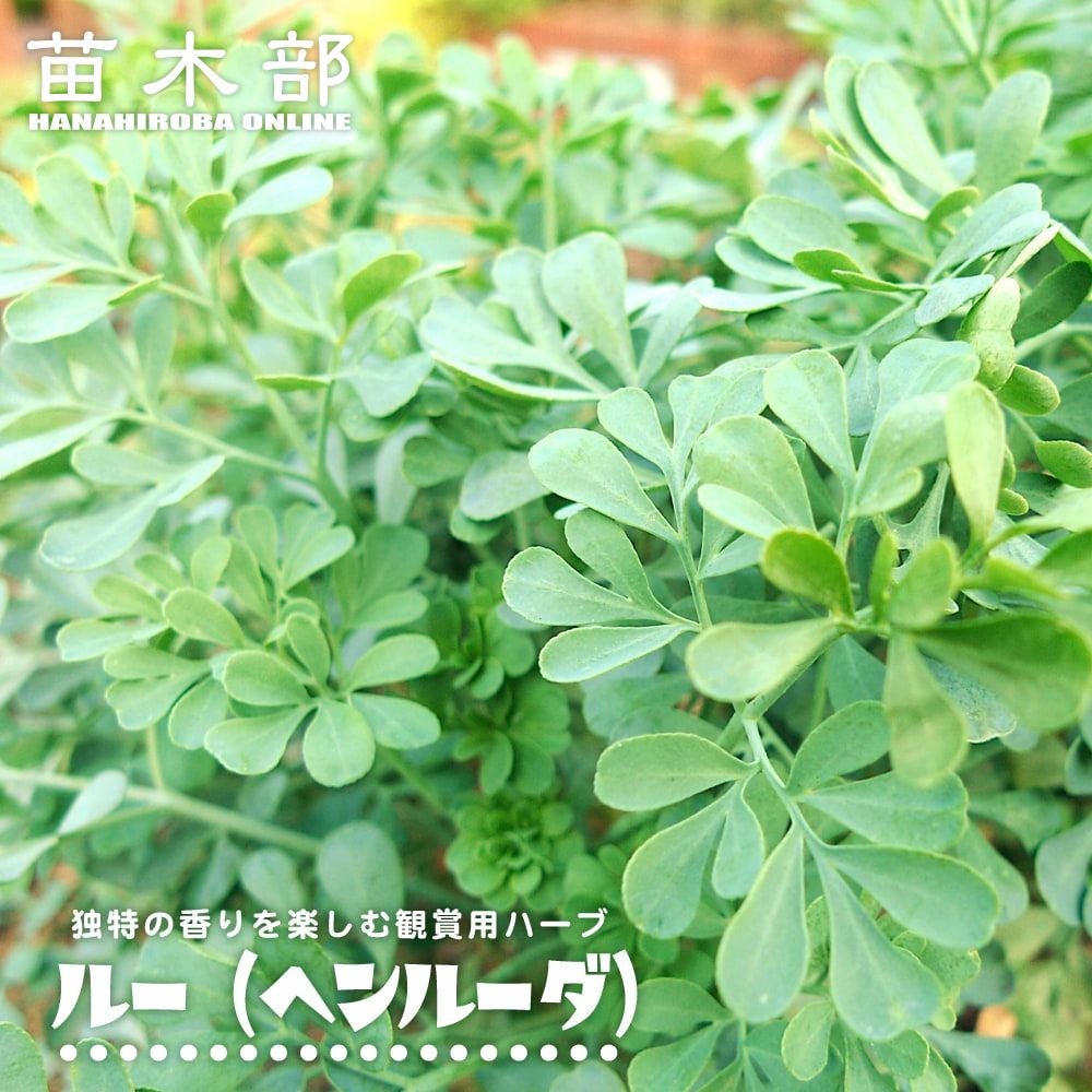 休止中　速達ヘンルーダ　ルー　ハーブ　ポットごと苗　猫よけ　宿根草　アゲハ餌 000000013558-01.jpg?size=l&w=