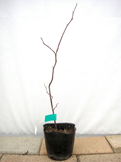 シロモジ 苗 通販 苗木部 By 花ひろばオンライン