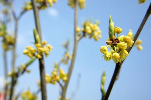 シロモジ 苗 通販 苗木部 By 花ひろばオンライン