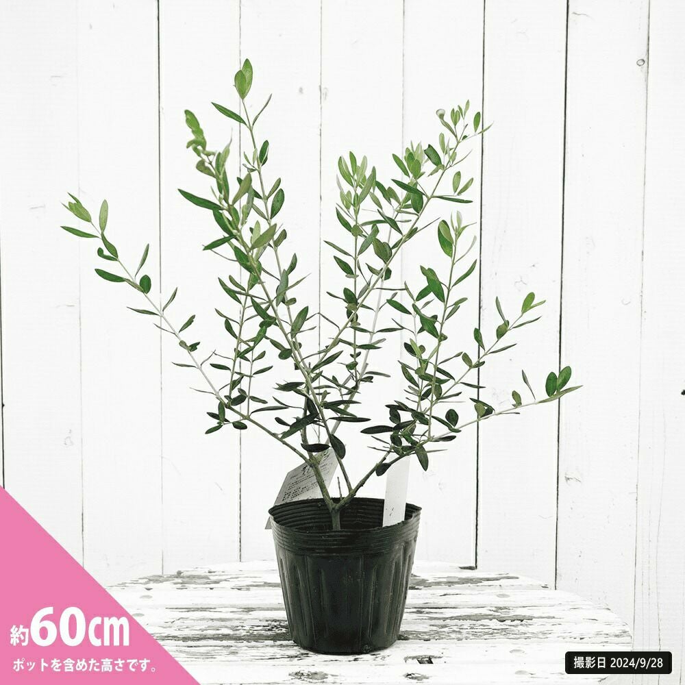 000000113689-03.jpg?size=l&w=