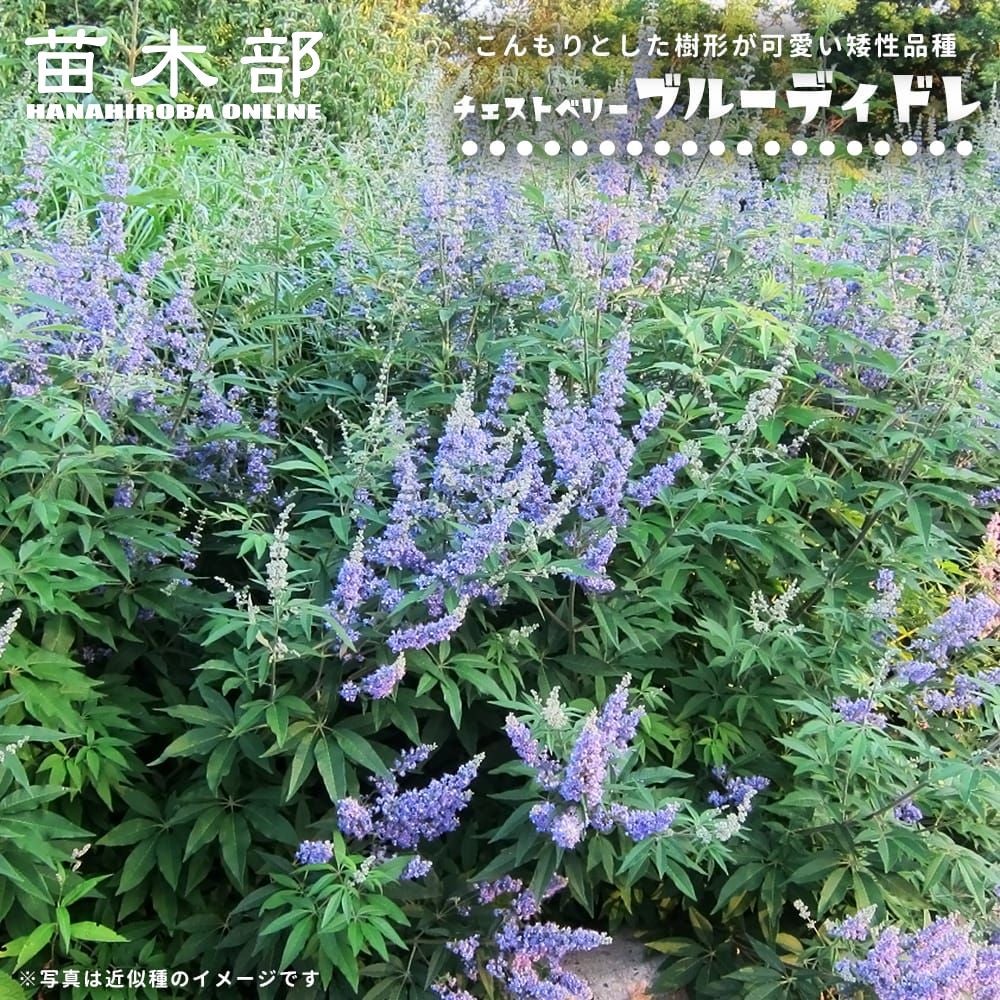 000000113691-01.jpg?size=l&w=