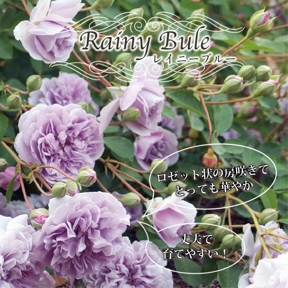 バラ レイニーブルー S シュラブ （半つるバラ） 苗 販売 苗木部 By 花