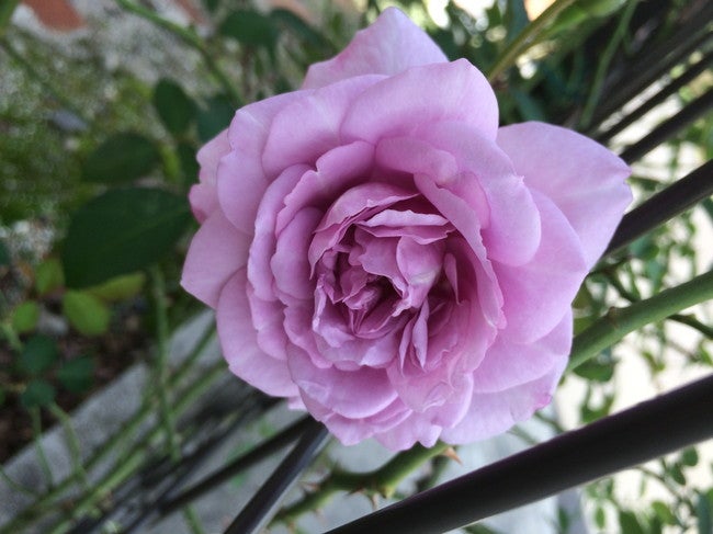 バラ レイニーブルー S シュラブ （半つるバラ） 苗 販売 苗木部 By 花