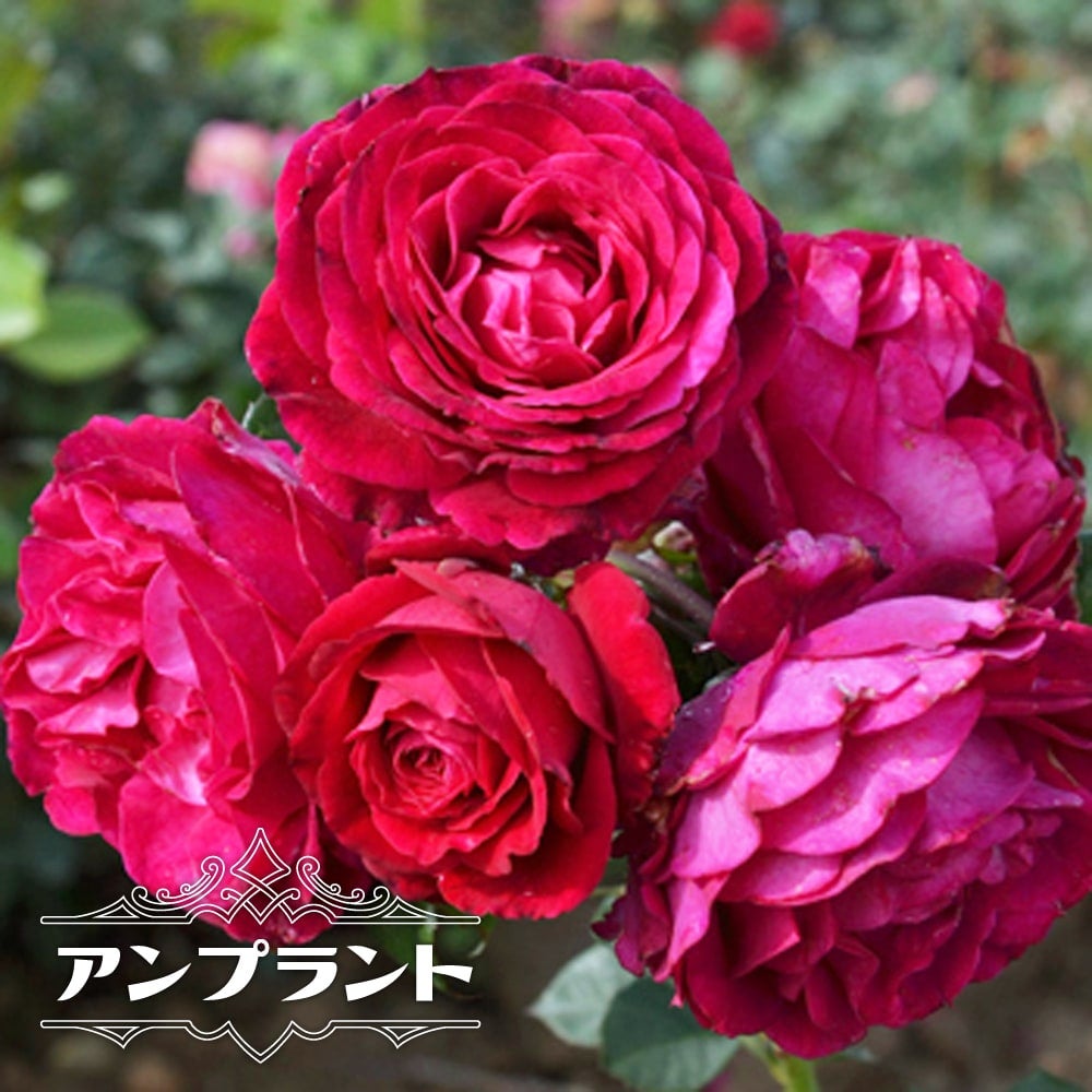 000000013963-01.jpg?size=m&w=