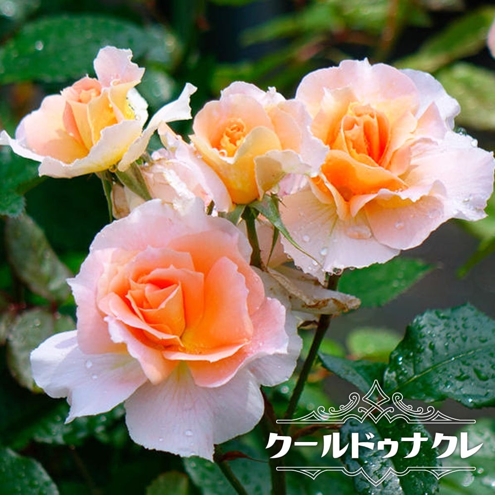 000000013967-01.jpg?size=l&w=