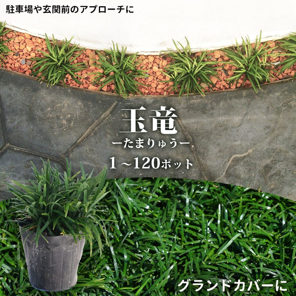 ホワイトサポテ セッパー ルーク 苗 販売 苗木部 By 花ひろばオンライン