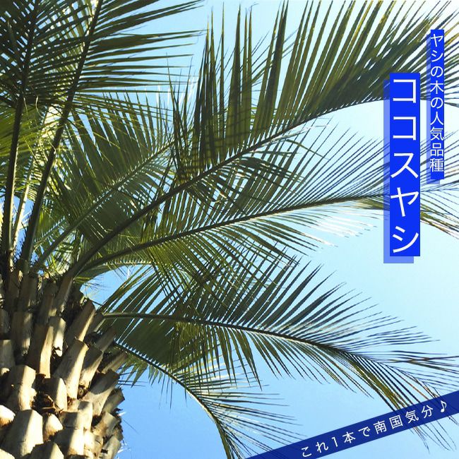 000000114343-01.jpg?size=m&w=