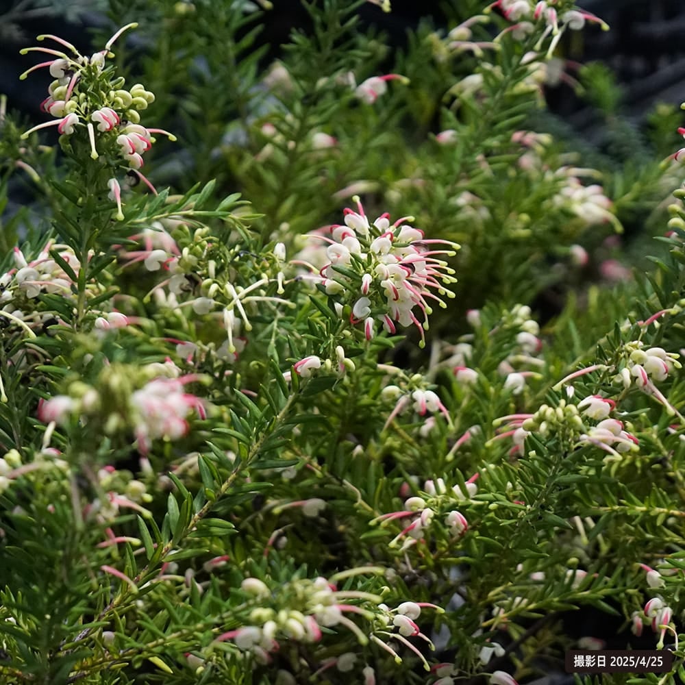 000000114551-06.jpg?size=l&w=