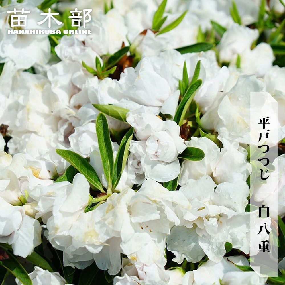 000000014780-01.jpg?size=l&w=