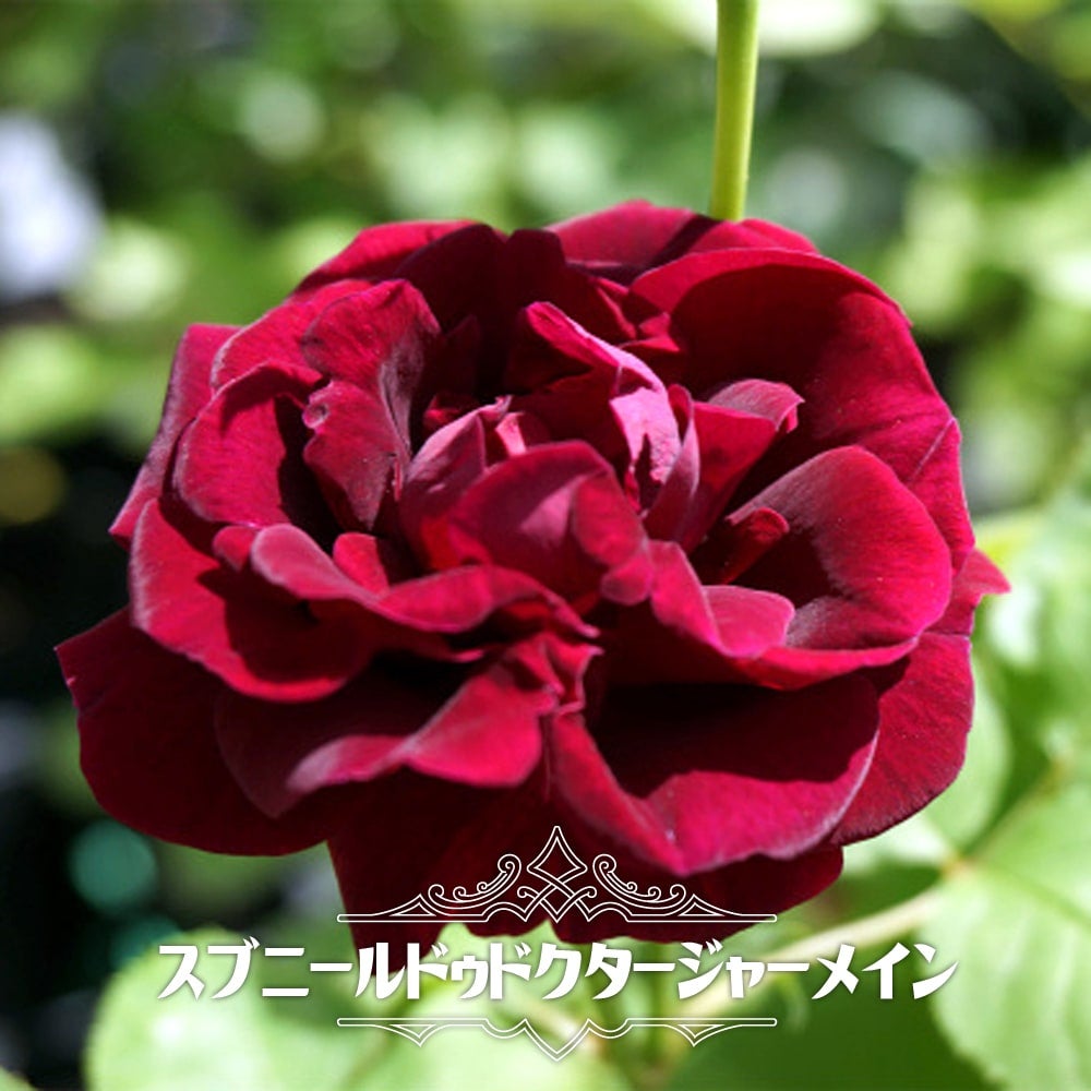 大バラ苗 和バラ 3年株　赤バラ 9月号】赤ばらに輝く歴史と人類の希望 | 姫野ばら園八ヶ岳農場