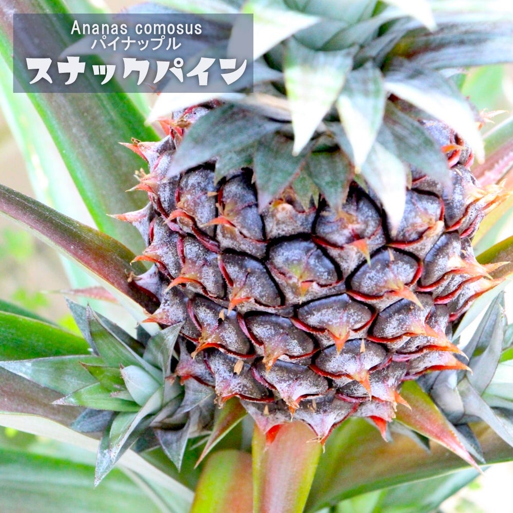 パイナップル | 苗木部 本店 By 花ひろばオンライン