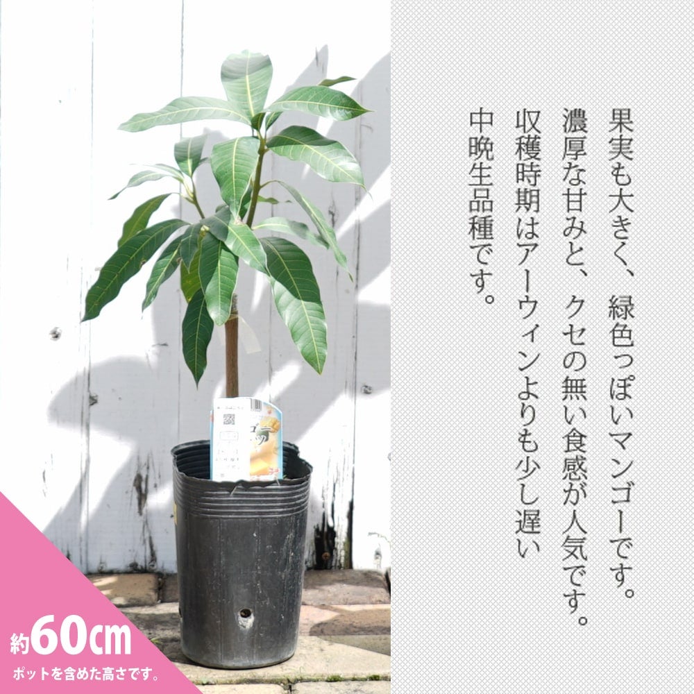 000000015325-04.jpg?size=l&w=