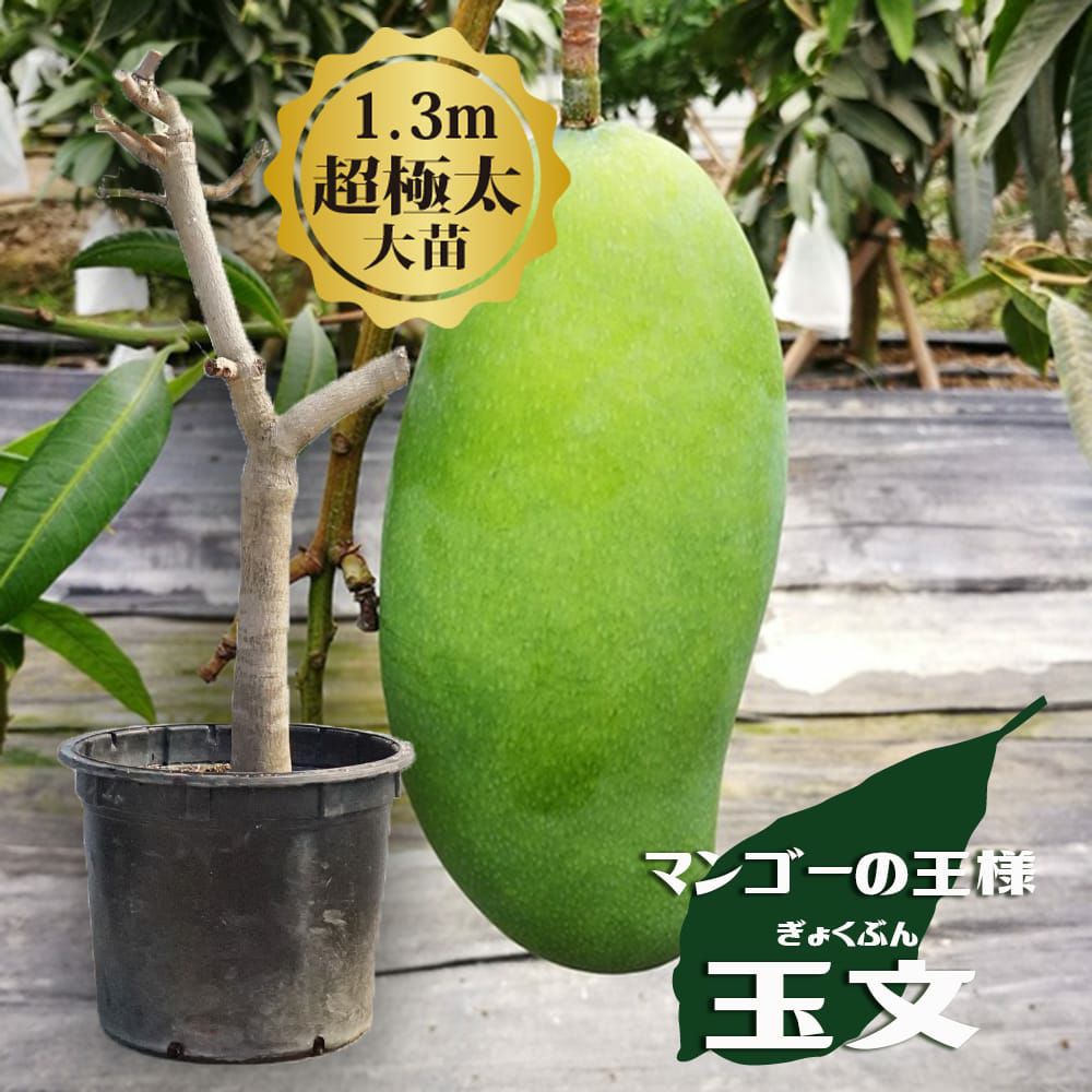 マンゴー 玉文 苗 販売 苗木部 By 花ひろばオンライン