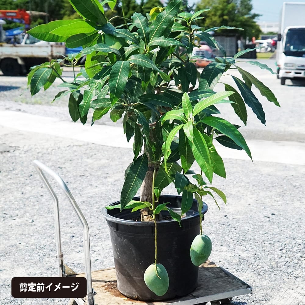 マンゴー 玉文 苗 販売 苗木部 By 花ひろばオンライン