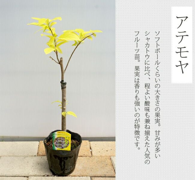 アテモヤ 品種不明 接木 苗 販売 苗木部 By 花ひろばオンライン