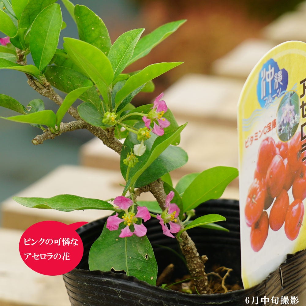 アセロラ　苗　果樹植物　ビタミンC　フルーツ・果物。。 Amazon.co.jp: アセロラの苗木 【品種で選べる果樹苗木 4.5号ポット/1