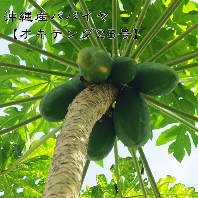 オキテング25号】 パパイヤ ポット苗 沖縄県産 | 苗木部 本店 By 花