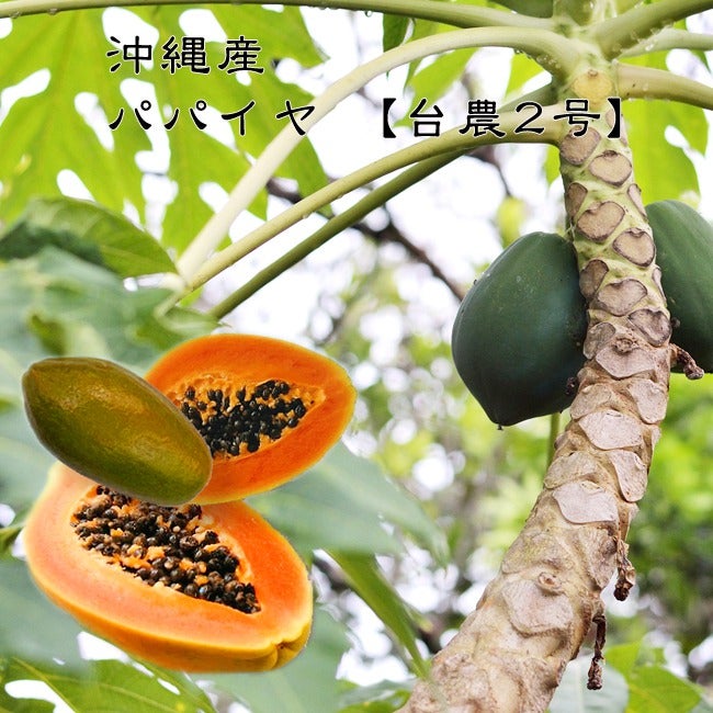 台農2号】 パパイヤ ポット苗 沖縄県産 | 苗木部 本店 By 花ひろば