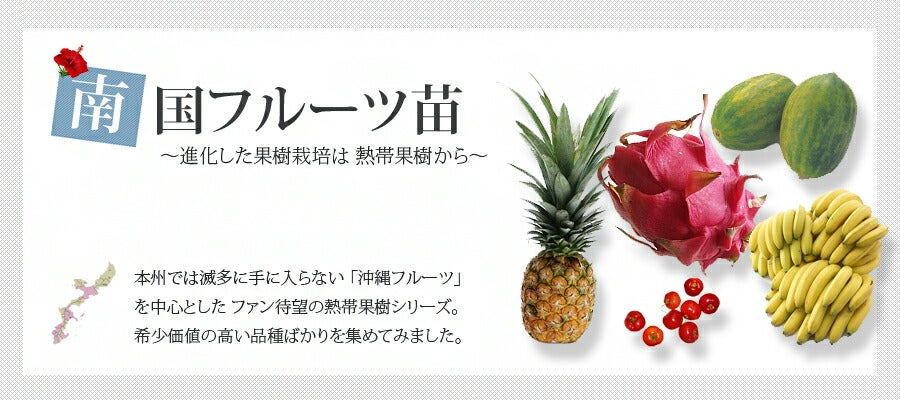 ドラゴンフルーツ 白肉種 苗 販売 苗木部 By 花ひろばオンライン