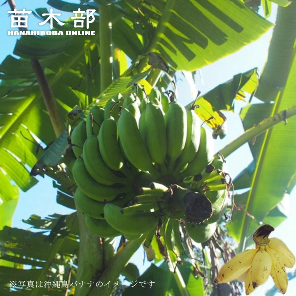 沖縄島バナナ 苗 販売 苗木部 By 花ひろばオンライン