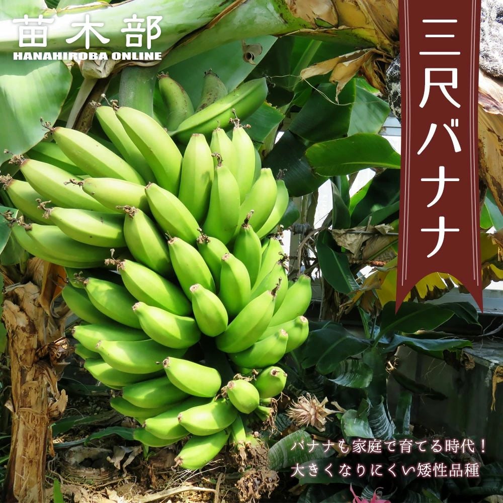 バナナ 矮性 三尺バナナ 苗 販売 苗木部 By 花ひろばオンライン