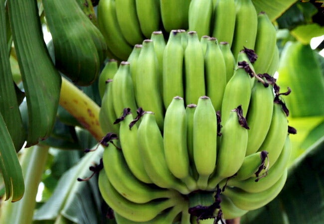 000000015337-03.jpg?size=l&w=