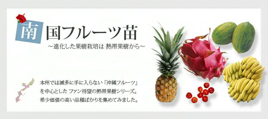 レイシ・ライチ 黒葉種 苗 販売 苗木部 By 花ひろばオンライン