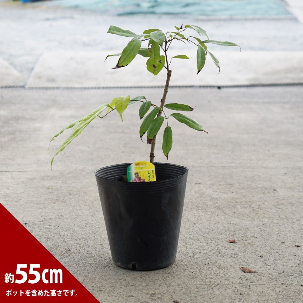 レイシ・ライチ 玉荷包 苗 販売 苗木部 By 花ひろばオンライン