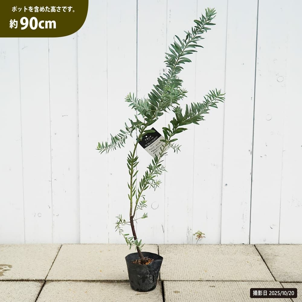 アカシア ブルーブッシュ 苗 販売 苗木部 By 花ひろばオンライン