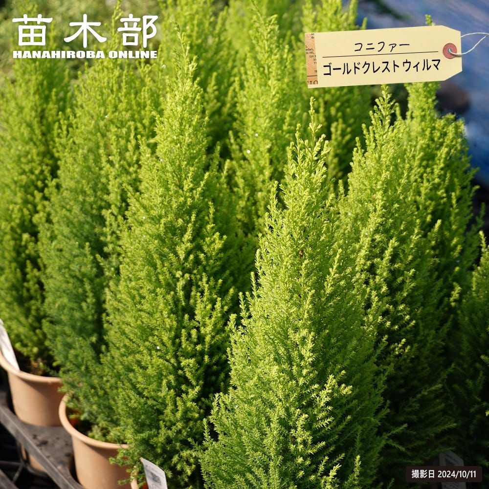 コニファー ゴールドクレスト ウィルマ 苗 販売 苗木部 By 花ひろば