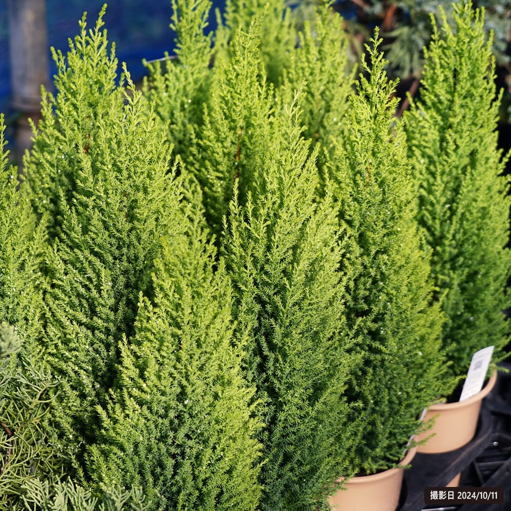 コニファー ゴールドクレスト ウィルマ 苗 販売 苗木部 By 花ひろば