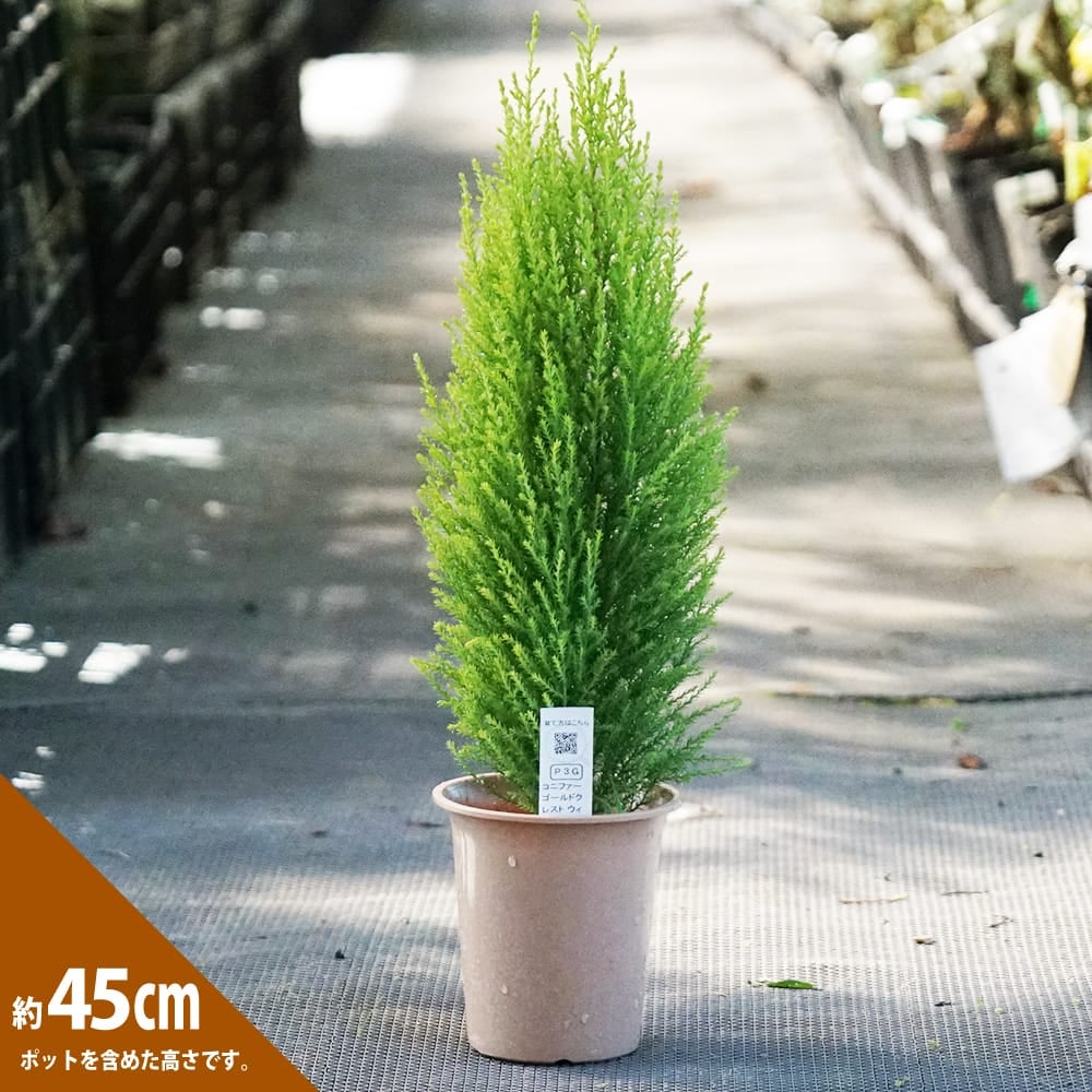 コニファー ゴールドクレスト ウィルマ 苗 販売 苗木部 By 花ひろば