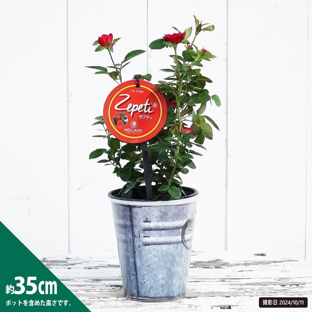 バラ ゼプティ Mini ミニバラ 苗 おすすめ 苗木部 By 花ひろばオンライン