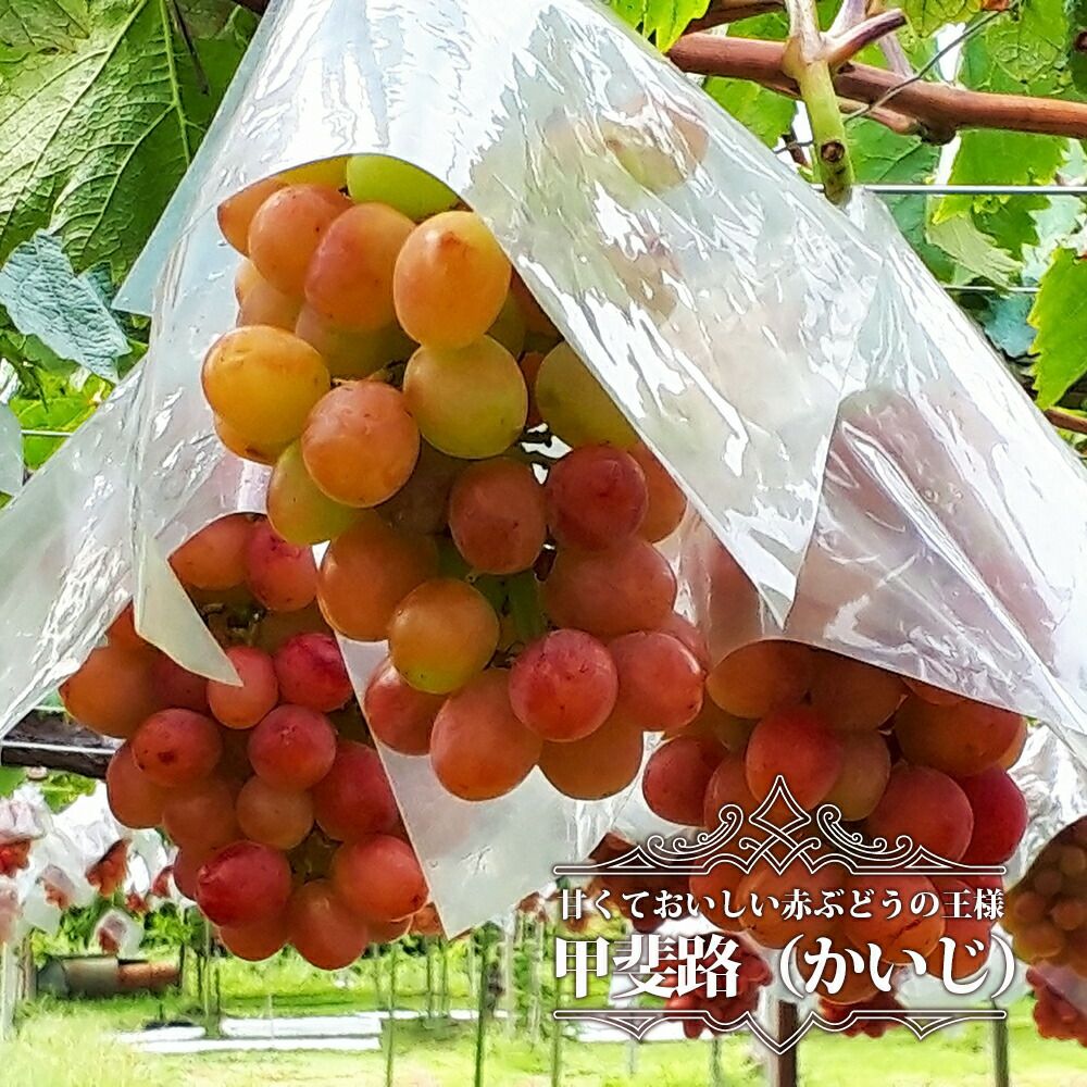 ぶどう | 苗木部 本店 By 花ひろばオンライン