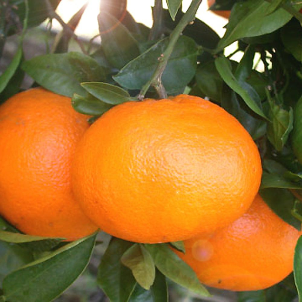 西南のひかり タンゴール 苗 通販 苗木部 By 花ひろばオンライン