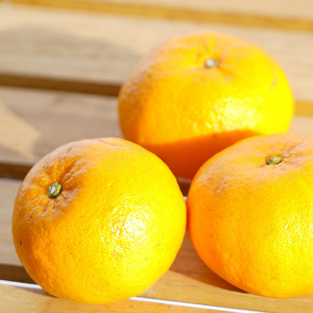 西南のひかり タンゴール 苗 通販 苗木部 By 花ひろばオンライン