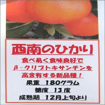 西南のひかり タンゴール 苗 通販 苗木部 By 花ひろばオンライン