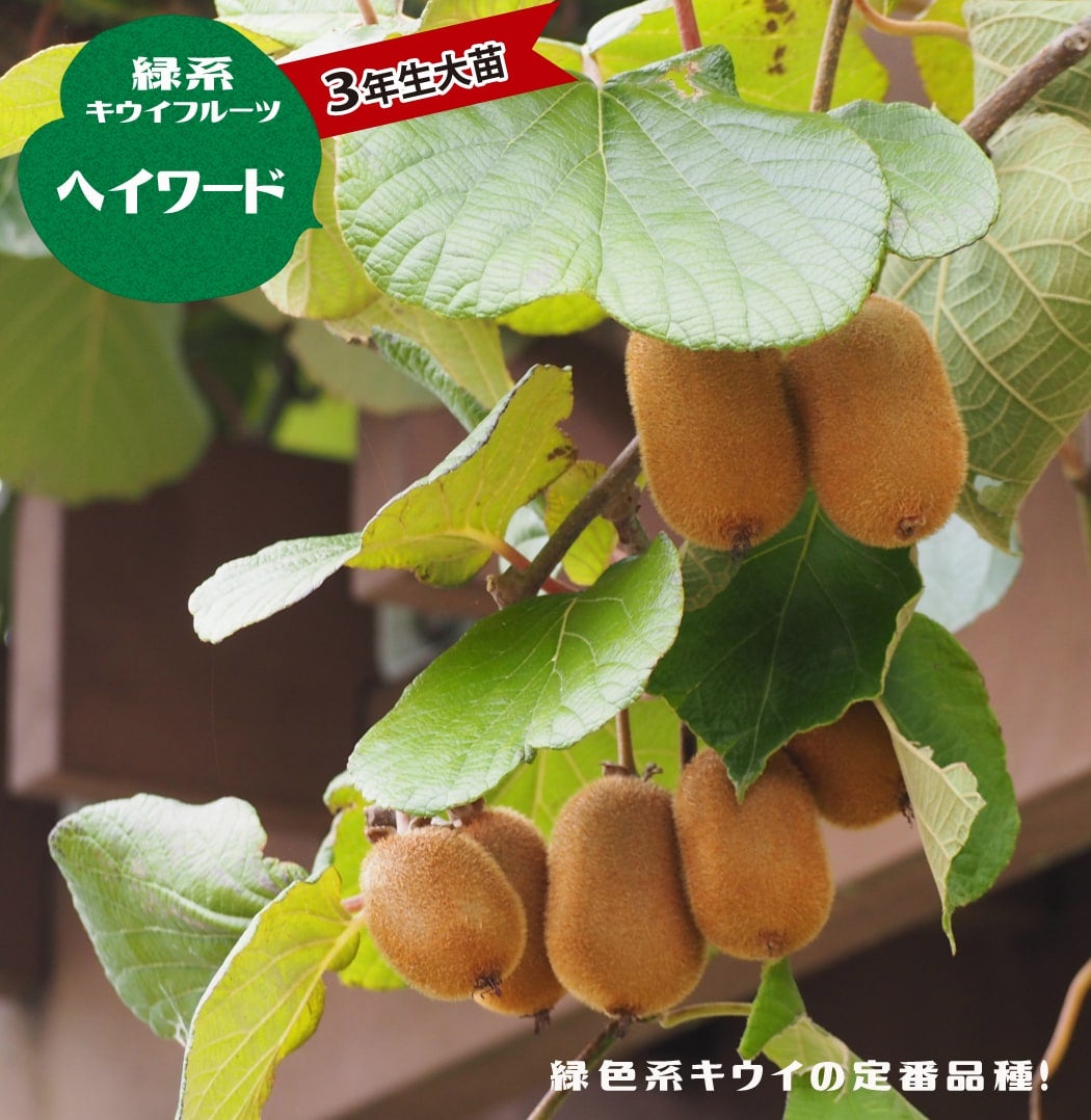 キウイの苗木接木大苗4点セット キウイ 苗木 【キウイ2品種 受粉相性OKセット ゴールデンキング × 早雄