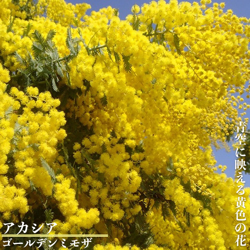 000000015660-01.jpg?size=l&w=